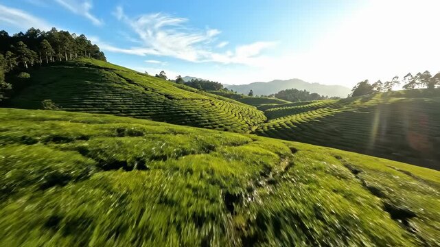 Beautiful tea plantation landscape with lush green hills. Scenic view shows vibrant tea fields under bright sunlight. Nature's tranquility invites relaxation and exploration.
