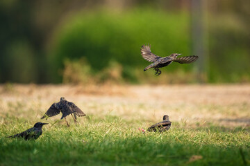 Obraz premium Common Starling birds are flying in the air, one of which is a Starling bird. The other two birds are smaller and are flying in the background. The scene is peaceful and serene