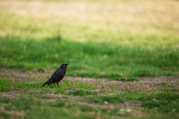 Common Starling bird is standing in a grassy field. The bird is small and has a black and white pattern on its feathers. The field is lush and green, with patches of brown grass
