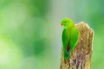 Fototapeta premium vernal hanging parrot is perched on a tree branch. The bird is looking to the right. The scene is peaceful and serene