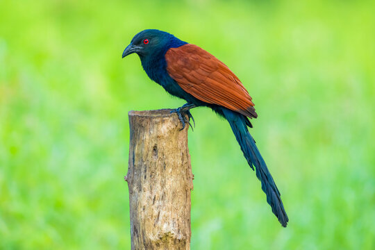 Greater coucal bird is perched on a wooden post. The bird is looking the camera and looking for somthing to eat