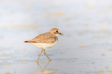 Fototapeta premium Greater Sand plover bird is walking on the water. The bird is brown and white. The water is calm and clear. Plover is walking on the water