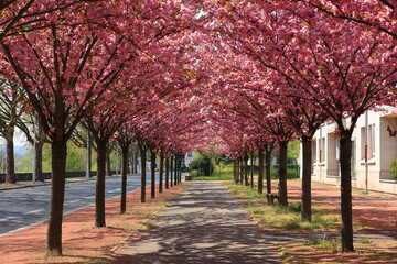Cerisier &agrave; fleurs du japon et annonce du printemps