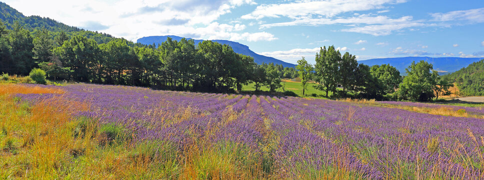 Panoramique sur champ de lavandin dans les alpes de haute provence
