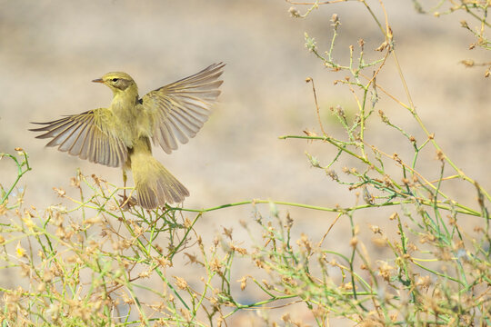A willow warbler bird is flying in the air above some dried up plants. The bird is small and brown