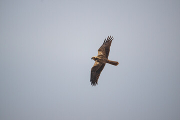 Obraz premium A Western Marsh harrier bird is flying on sky and searching for its pray. Western Marsh Harrier is a hawk, with its sharp beak and keen eyes.