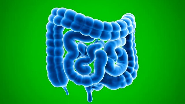 Human Digestive System Intestines Anatomy Illustration.