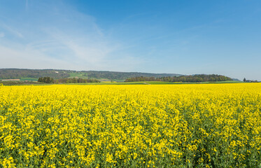 Fototapeta premium Field of blooming yellow rapeseed (Brassica napus) in spring, Canton of Thurgau, Switzerland