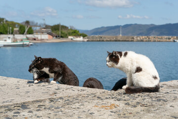 港の猫