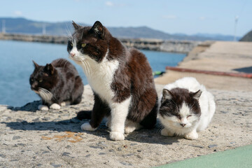 港の猫