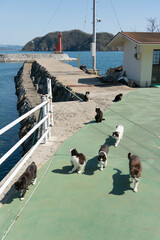 港の猫の集団