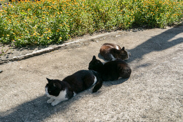 直射日光を避ける猫