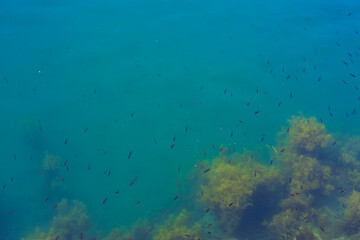 漁港から見えた小魚の群れ