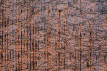 トタンの壁と蔦