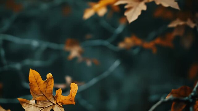 Oak leaves showing brown and golden colors while drying on a tree branch against a blurred dark background, capturing the essence of the changing season and natural decay