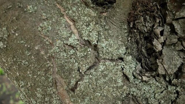 Extreme close-up of a tree trunk, slowly moving down to reveal the intricate patterns and rugged texture of the aged, peeling bark