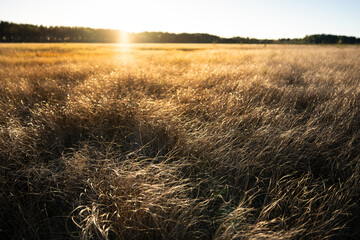 Landscape Autumn Wild National Park
