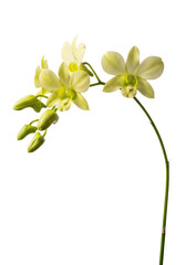 a delicate, arching spray of pale yellow dendrobium orchid flowers and unopened green buds, isolated in a sharp macro view against a transparent background, conveying natural beauty and refined