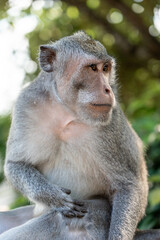 Fototapeta premium Monkey sitting in its natural environment