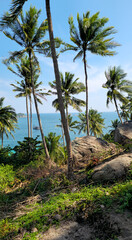 Fototapeta premium Palm trees overseeing tropical ocean views on the south coast of Ko Tao Island, Surat Thani, Thailand, Southeast Asia.