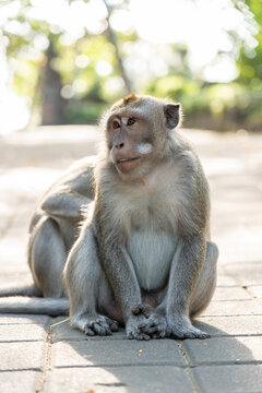 Monkey sitting while another monkey deworms him