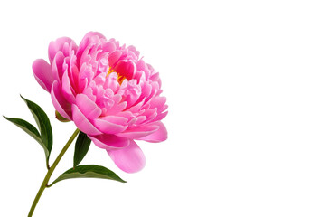 Obraz premium A single luminous pink peony in full bloom, featuring delicate ruffled petals and yellow stamen, isolated against a transparent background with ample negative copy space, minimalist elegance