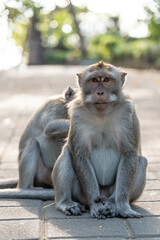 Fototapeta premium mother and baby monkey 