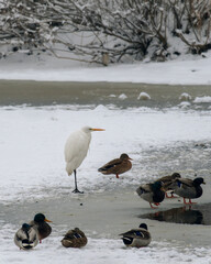 Obraz premium A white heron and a flock of mallards rest on the snow-covered edge of the ice near the water. A tranquil winter scene, capturing the peaceful coexistence of different bird species in their natural ha