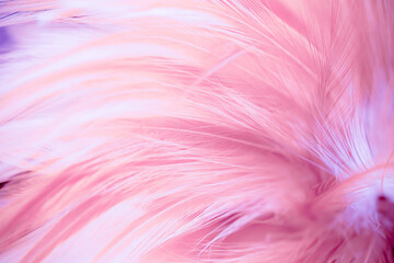 Obraz premium Abstract soft pink feather background with blurred texture for luxury and elegance.