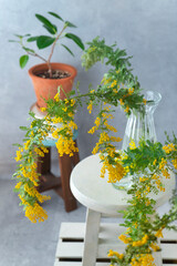 花瓶に活けたミモザの花と観葉植物
