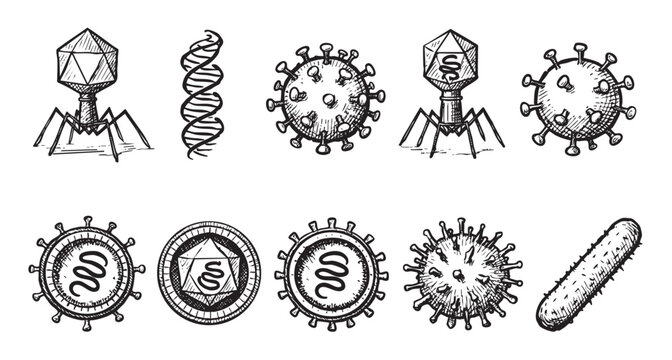 Hand-drawn sketches illustrating different virus structures, including bacteriophages, DNA, and spherical viruses, with detailed textures and black ink on a white surface.