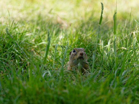 Ziesel,  Europ&auml;ischer Ziesel, Spermophilus citellus,&nbsp;Citellus citellus, Schlichtziesel