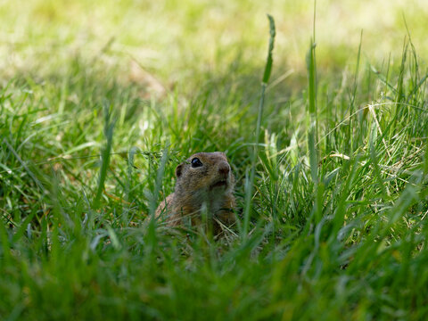 Ziesel,  Europ&auml;ischer Ziesel, Spermophilus citellus,&nbsp;Citellus citellus, Schlichtziesel