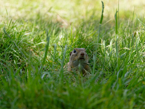 Ziesel,  Europ&auml;ischer Ziesel, Spermophilus citellus,&nbsp;Citellus citellus, Schlichtziesel