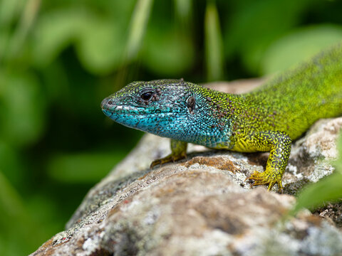 Smaragdeidechse, &Ouml;stliche Smaragdeidechse, Lacerta viridis