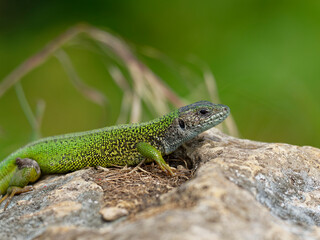 Fototapeta premium Smaragdeidechse, Östliche Smaragdeidechse, Lacerta viridis