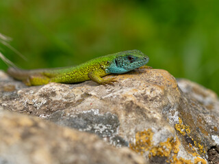 Fototapeta premium Smaragdeidechse, Östliche Smaragdeidechse, Lacerta viridis