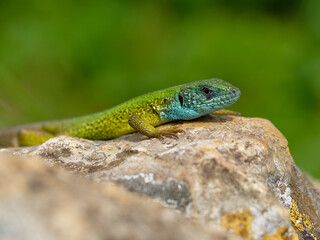 Fototapeta premium Smaragdeidechse, Östliche Smaragdeidechse, Lacerta viridis