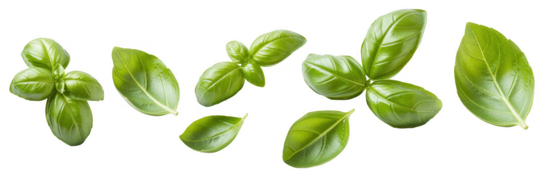 Fresh basil leaves green herb isolated on a transparent background