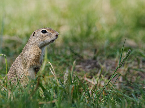 Ziesel,  Europ&auml;ischer Ziesel, Spermophilus citellus,&nbsp;Citellus citellus, Schlichtziesel