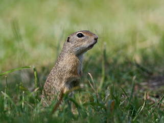 Ziesel,  Europ&auml;ischer Ziesel, Spermophilus citellus,&nbsp;Citellus citellus, Schlichtziesel
