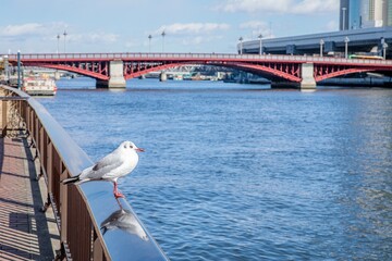 浅草、隅田川のほとりにとまっているユリカモメ