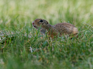 Fototapeta premium Ziesel, Europäischer Ziesel, Spermophilus citellus,&nbsp;Citellus citellus, Schlichtziesel