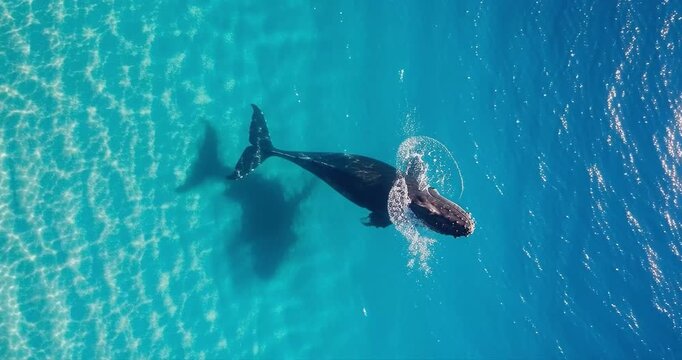 Ocean whale swimming underwater aerial view marine wildlife