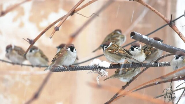 During the cold season, small sparrows hide near residential buildings in the city when it snows. A sparrow and a titmouse eat lard. Birds in the city.
