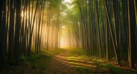 Fototapeta premium Magical Sunlit Forest Path with Golden Rays Streaming Through Tall Trees Creating a Mystical and Peaceful Atmosphere 