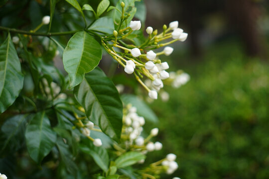 Tabernaemontana pandacaqui Lam. Inflorescences are paniculate, buds apex obtuse or globose. Flowers are fragrant. Leaves are solitary, elliptic or ovate.