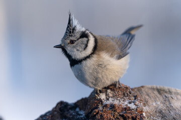Naklejka premium The crested tit is watching its surroundings