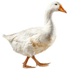 Obraz premium white goose isolated on transparent background