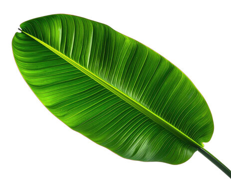 A vibrant, close-up shot of a broad, green leaf against a black background